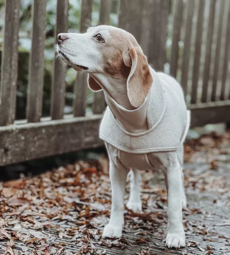 hundefutter mit ziege Nutriment BARF In One ZIEGE